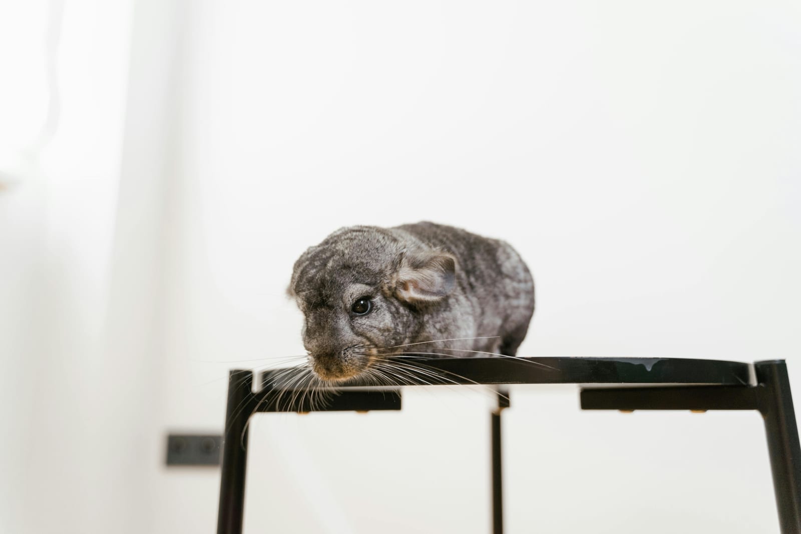 A chinchilla with dense grey fur and round ears