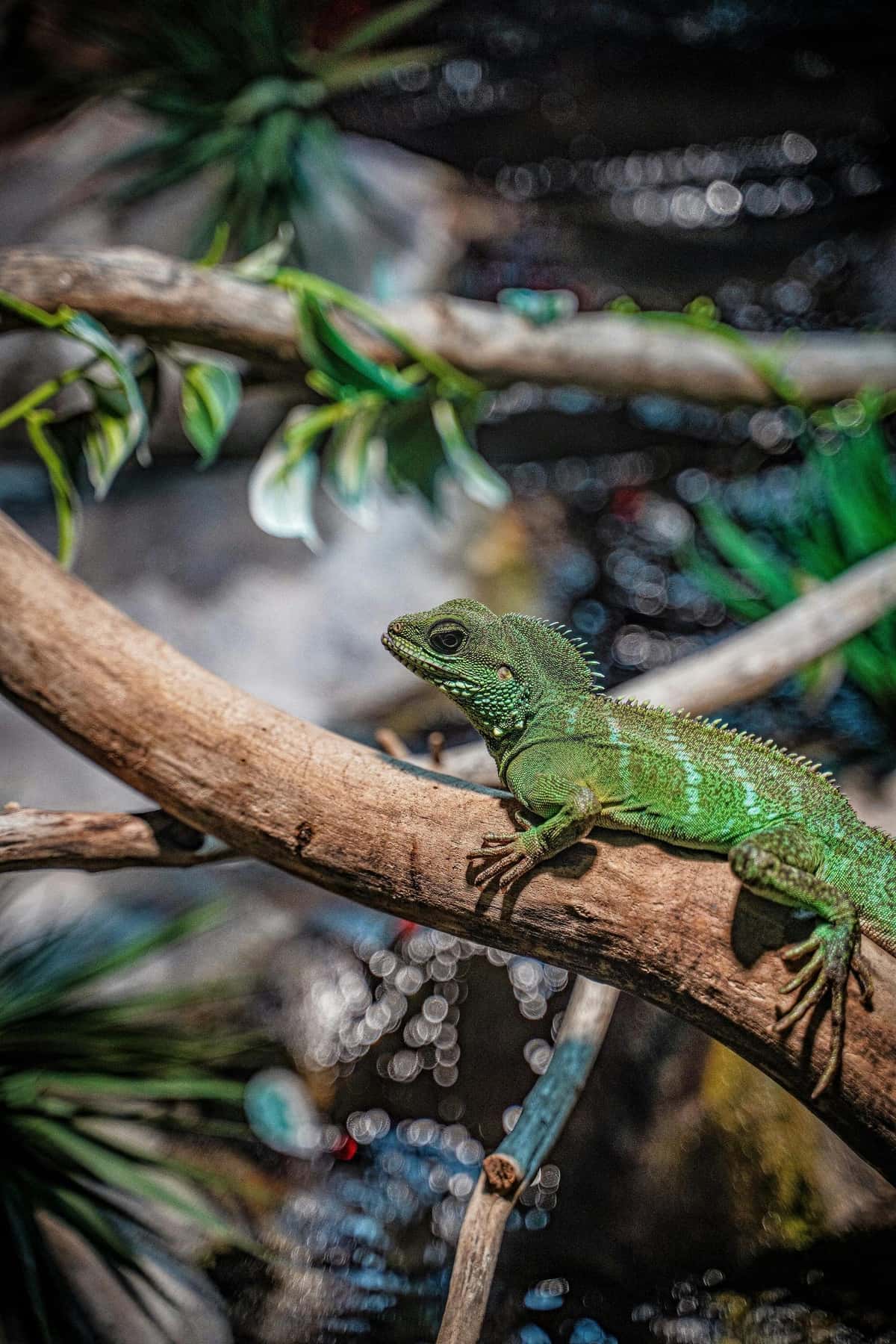 A green Chinese water dragon with a long tail and crest