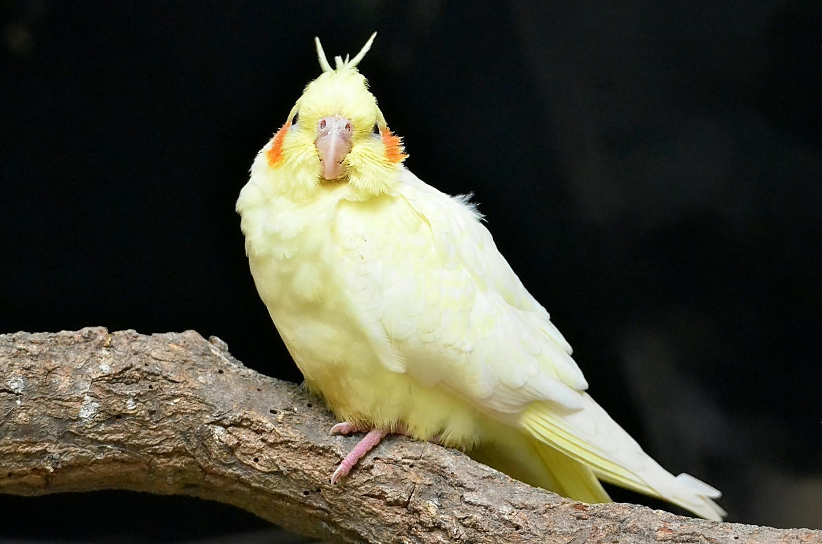 A grey cockatiel with a yellow crest beside seed and veg