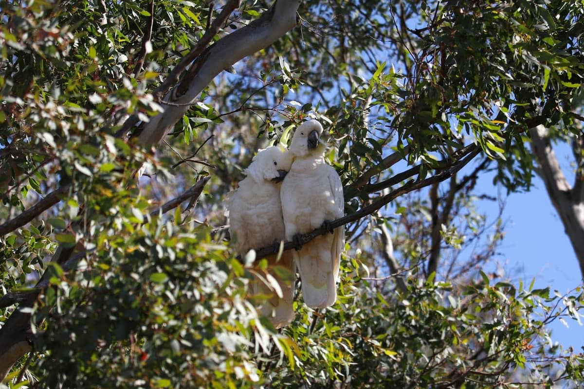 A white cockatoo with its crest raised near a food dish