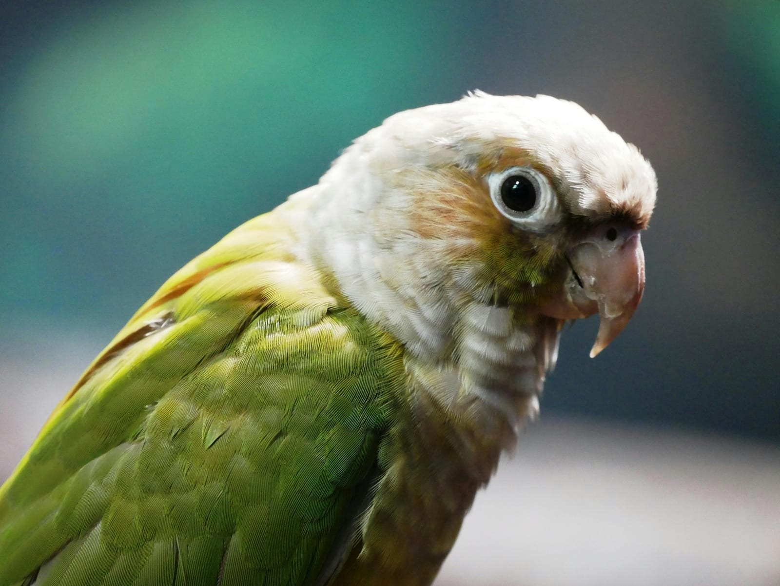 A green conure with an orange head holding food in one foot