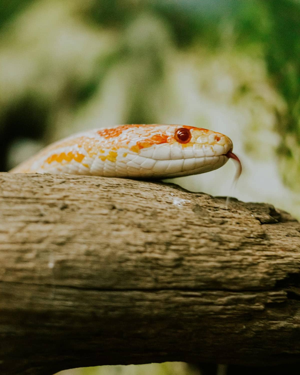 A corn snake with orange markings, head raised