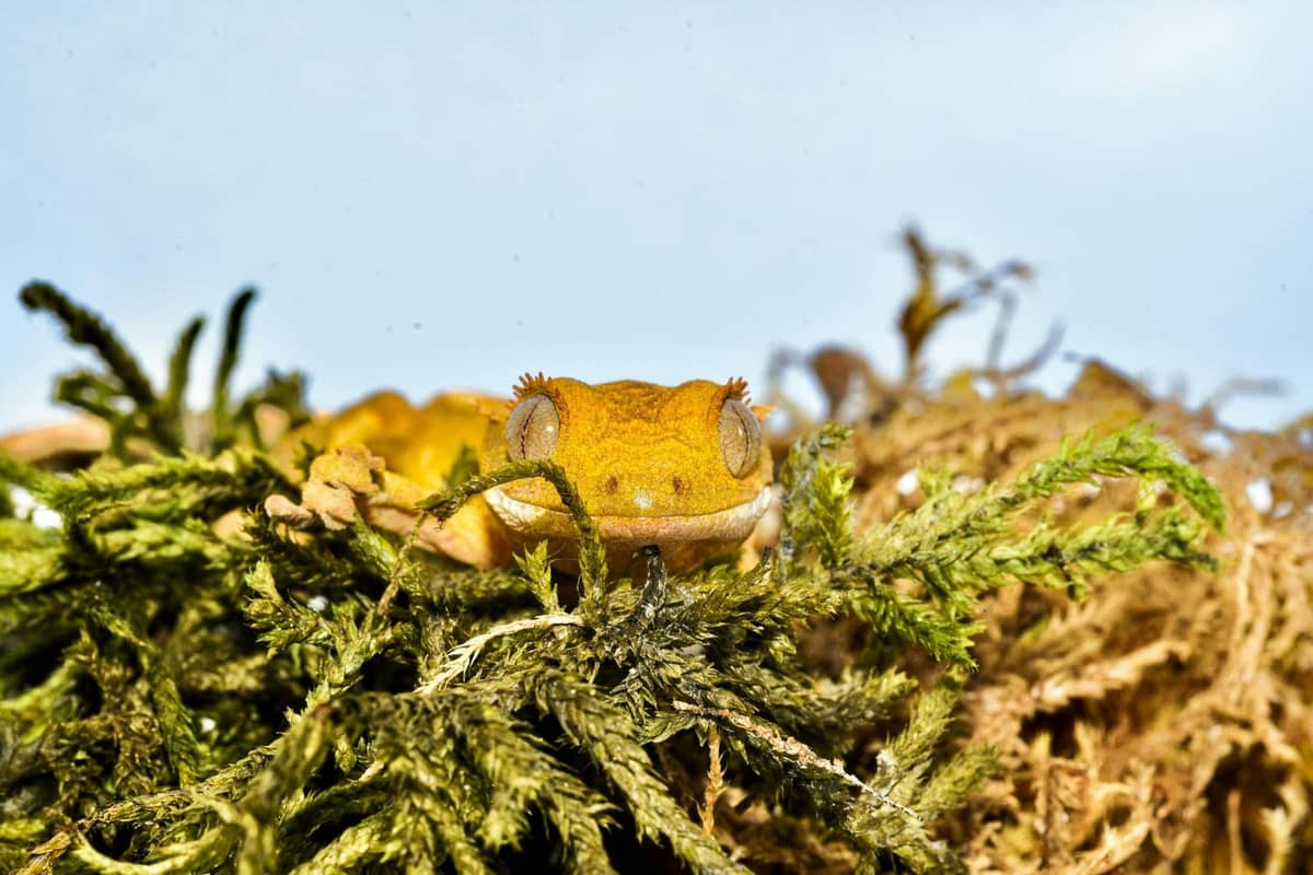 A crested gecko licking a drop of food