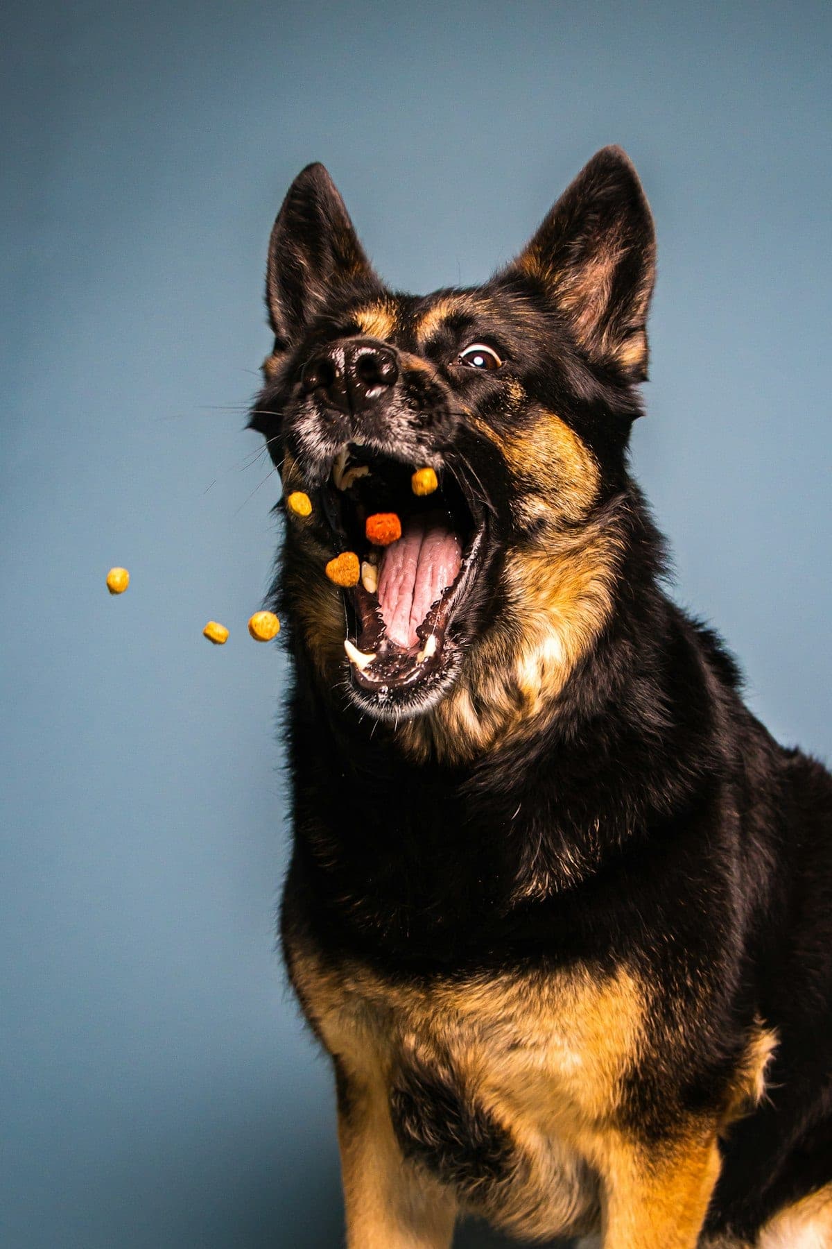 Black and brown German Shepherd eating food