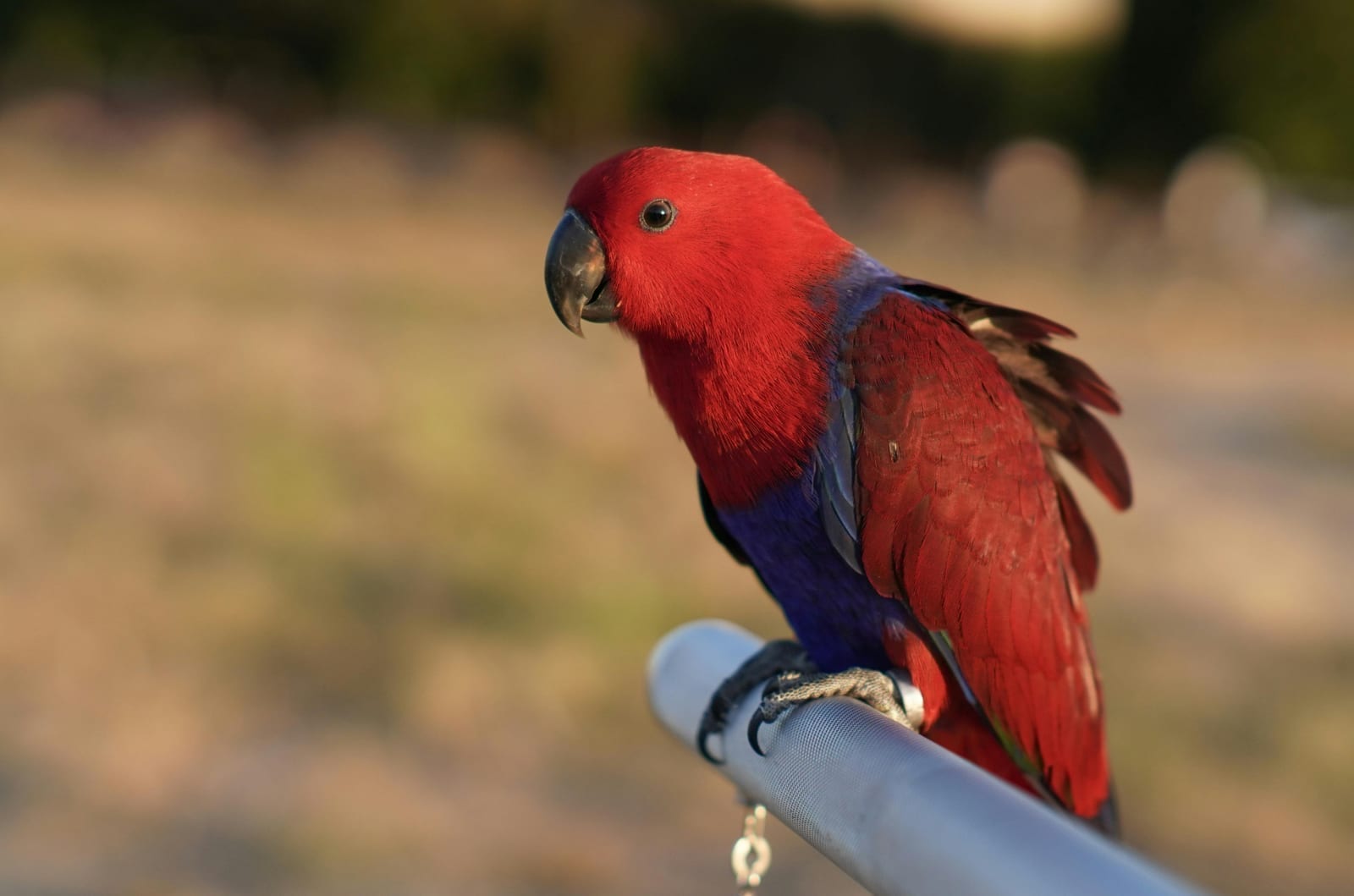 A bright green eclectus parrot near a bowl of fresh produce