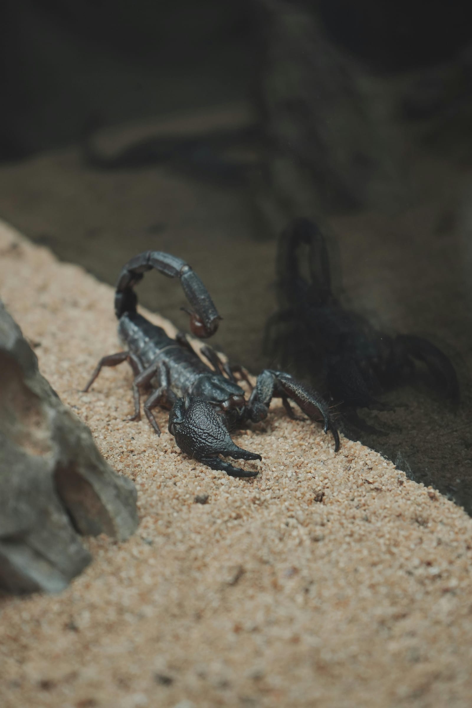 A glossy black emperor scorpion with large pincers