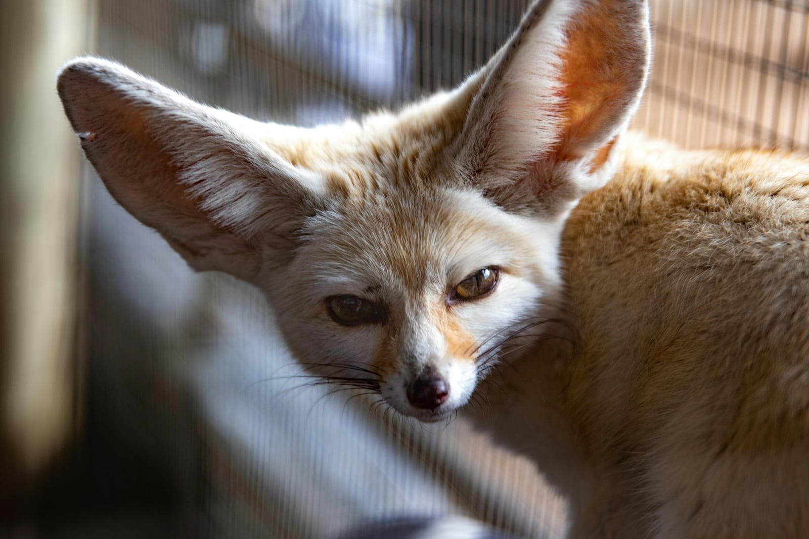A fennec fox with oversized ears and a small pointed face