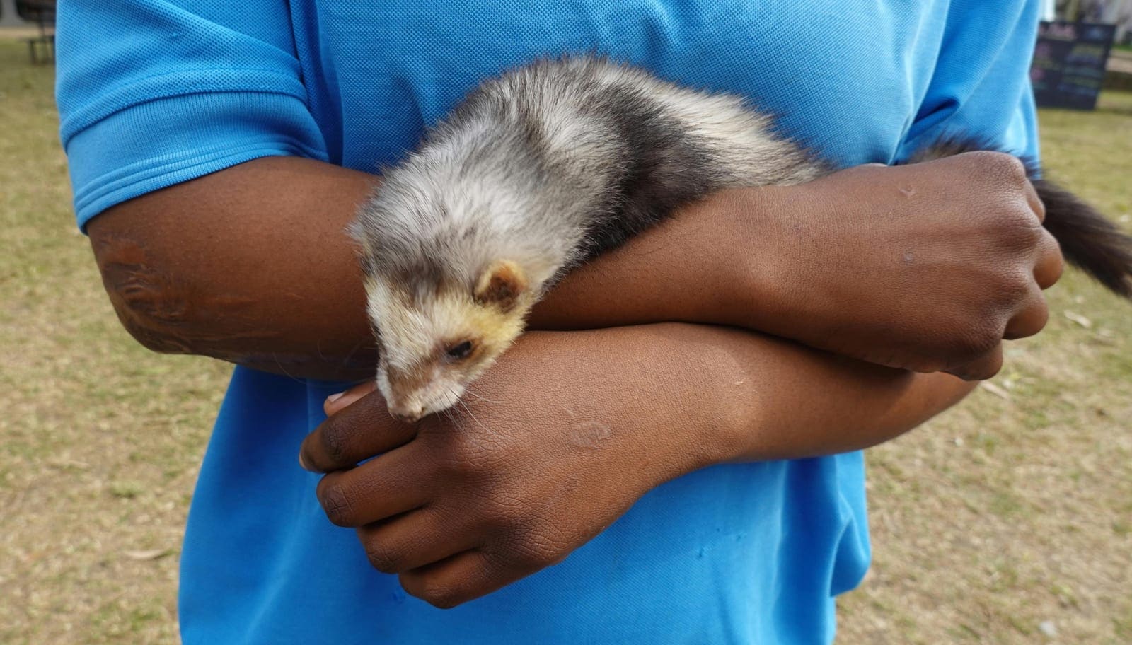 A ferret with a masked face sniffing at food