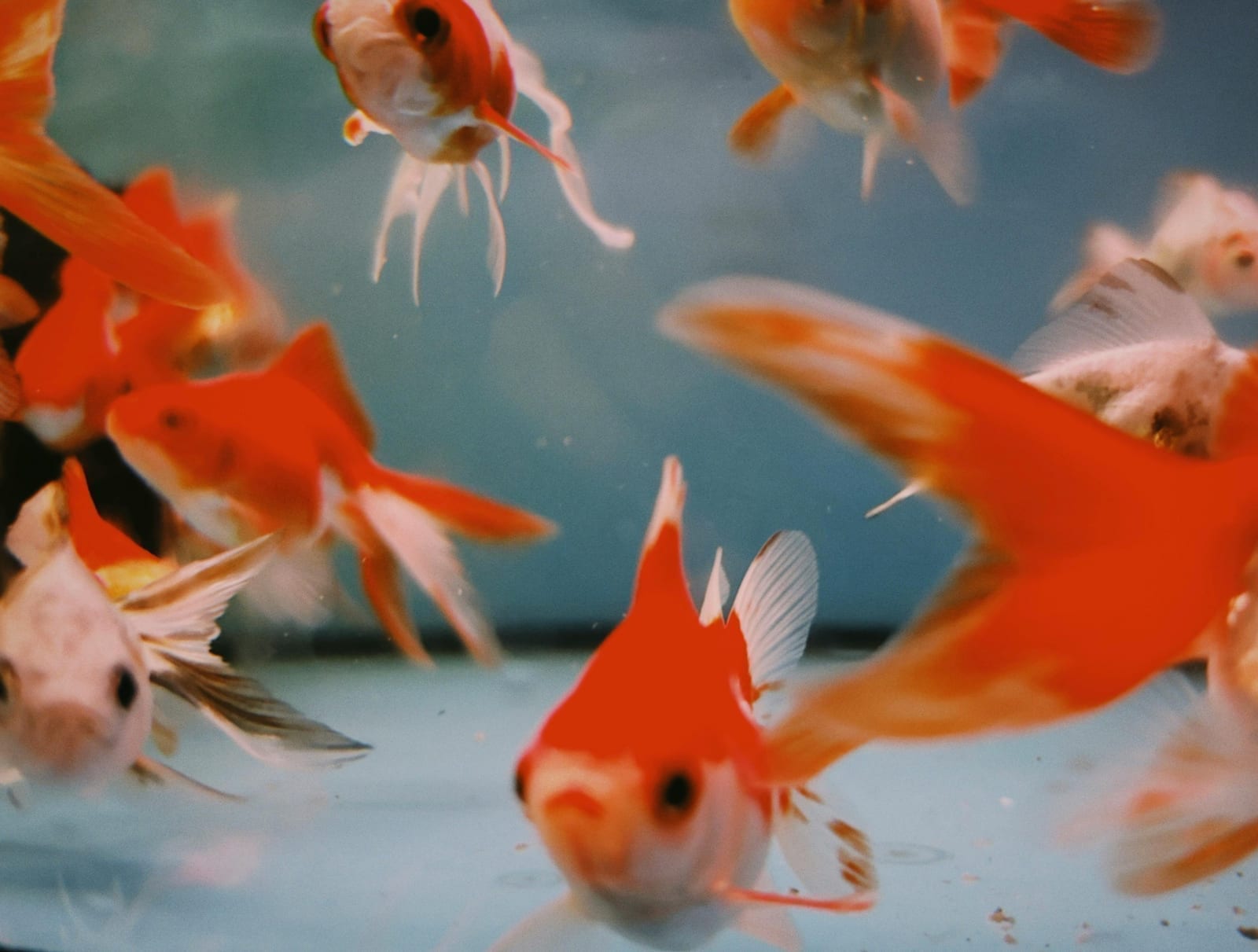 A goldfish with bright orange scales near the surface