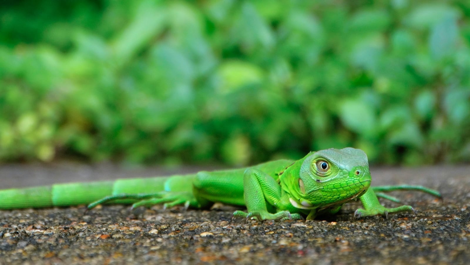 A green iguana with a spiny crest and dewlap