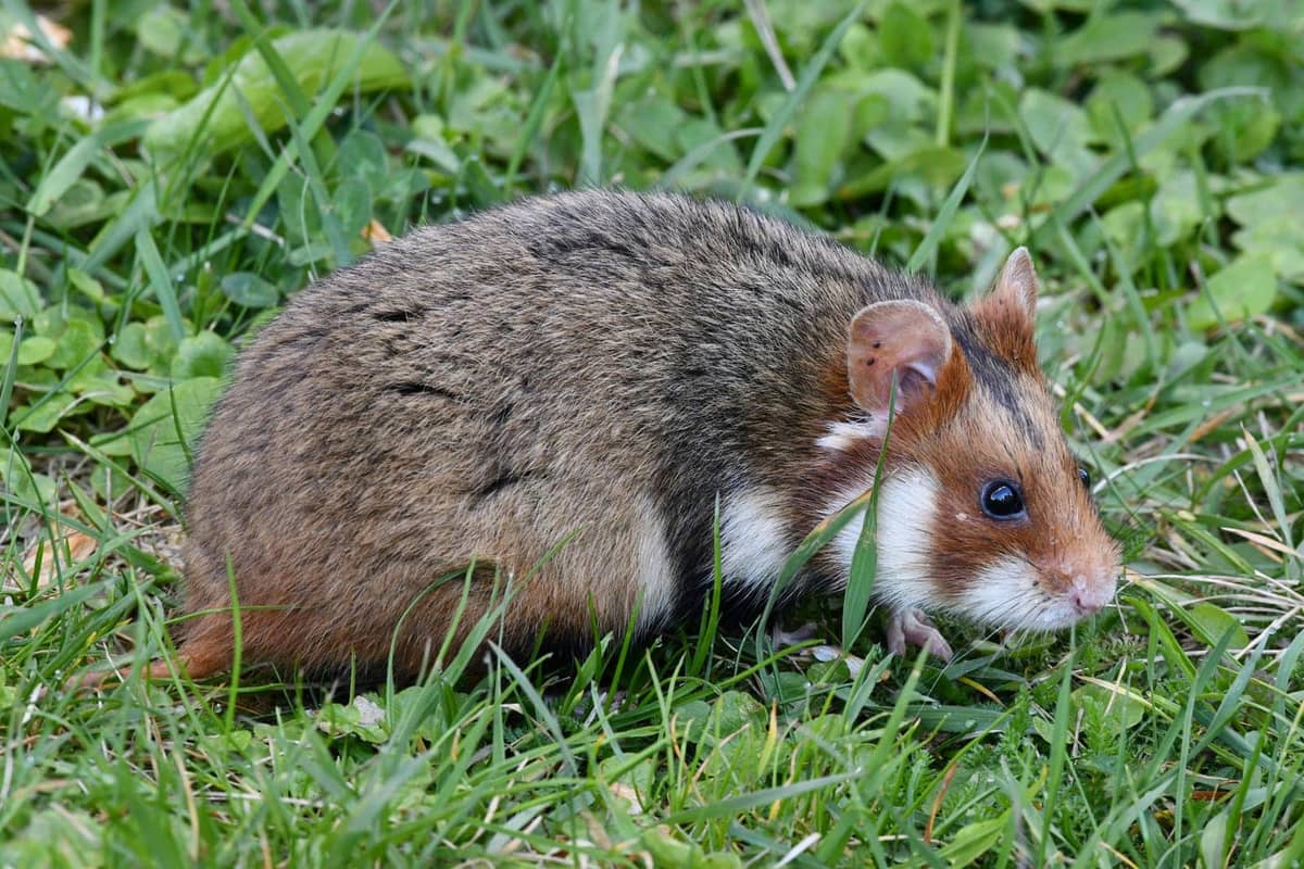 A hamster with full cheek pouches beside a seed mix