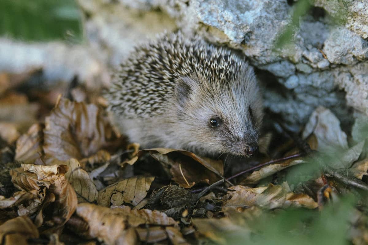 A hedgehog with brown spines and a small pointed nose