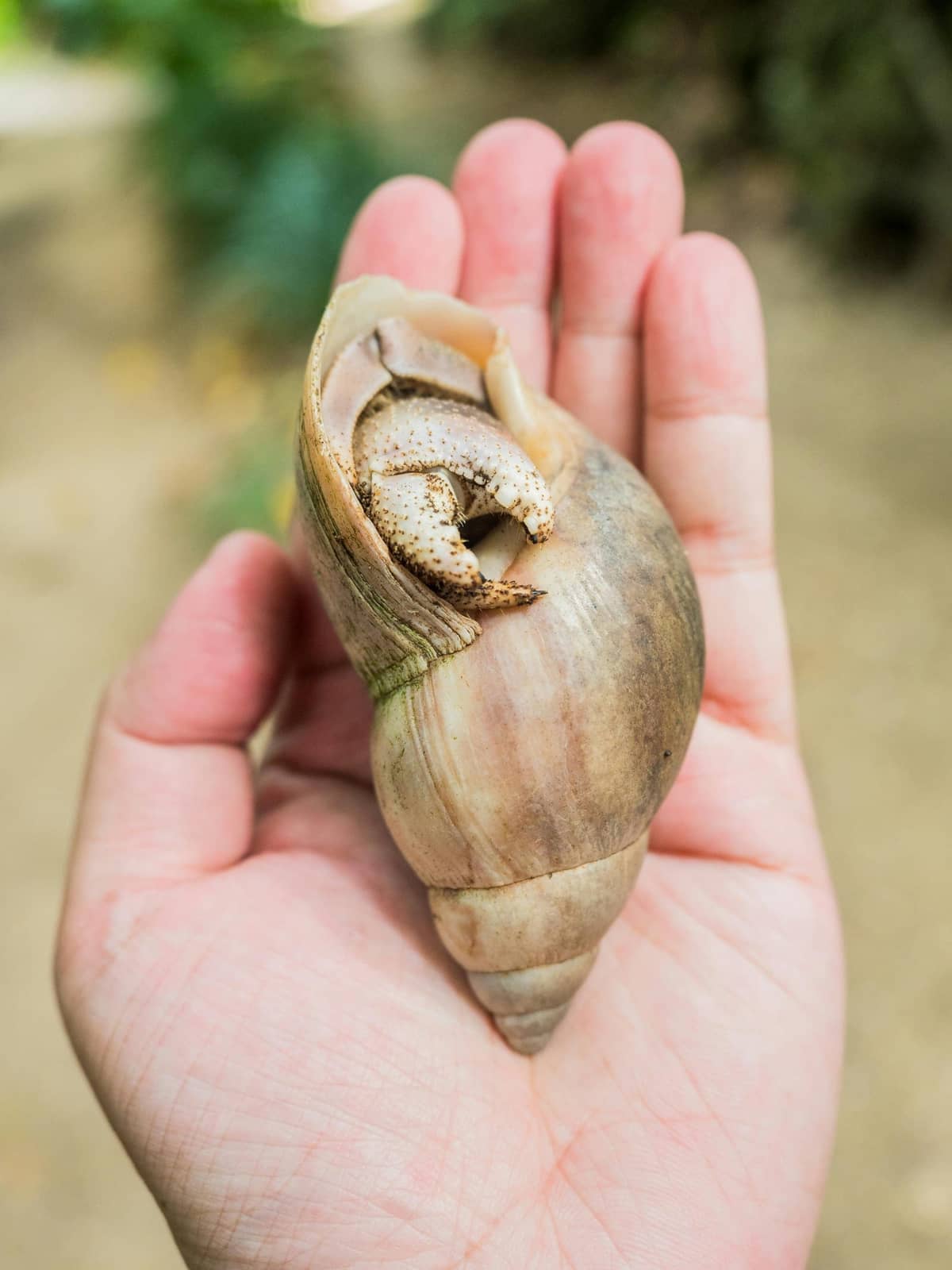 A hermit crab reaching toward a piece of food with one claw