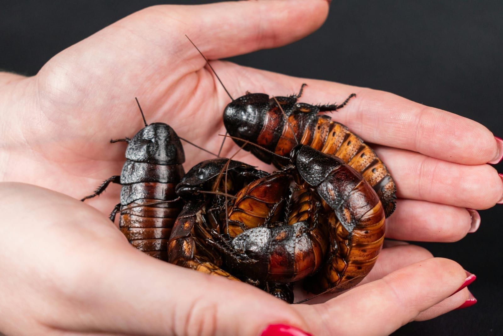 A large dark Madagascar hissing cockroach on bark