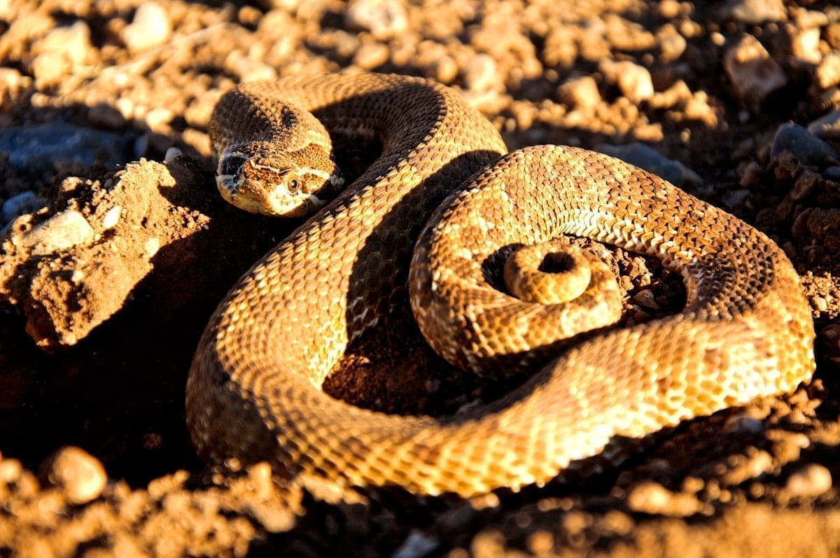 A hognose snake with an upturned snout, coiled