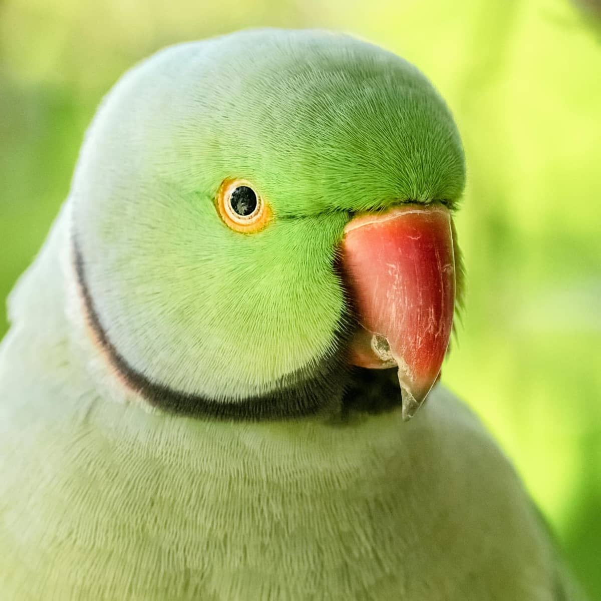 A green Indian ringneck with a long tail near chopped vegetables