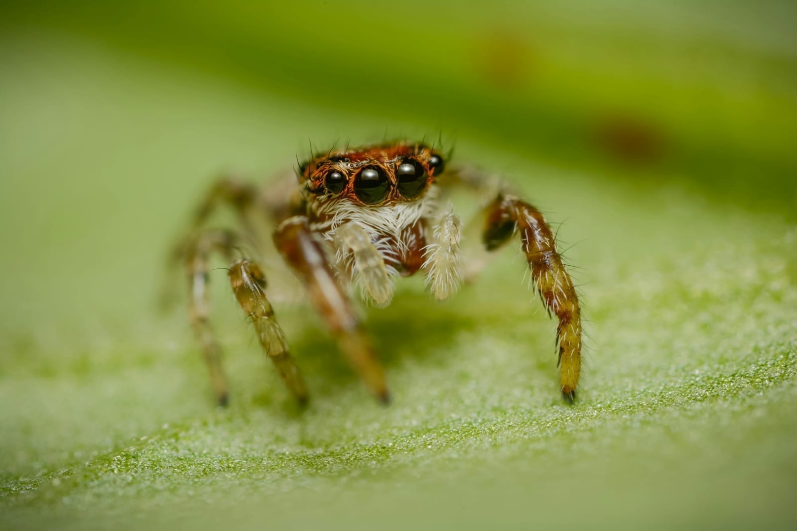 A jumping spider gripping a small insect