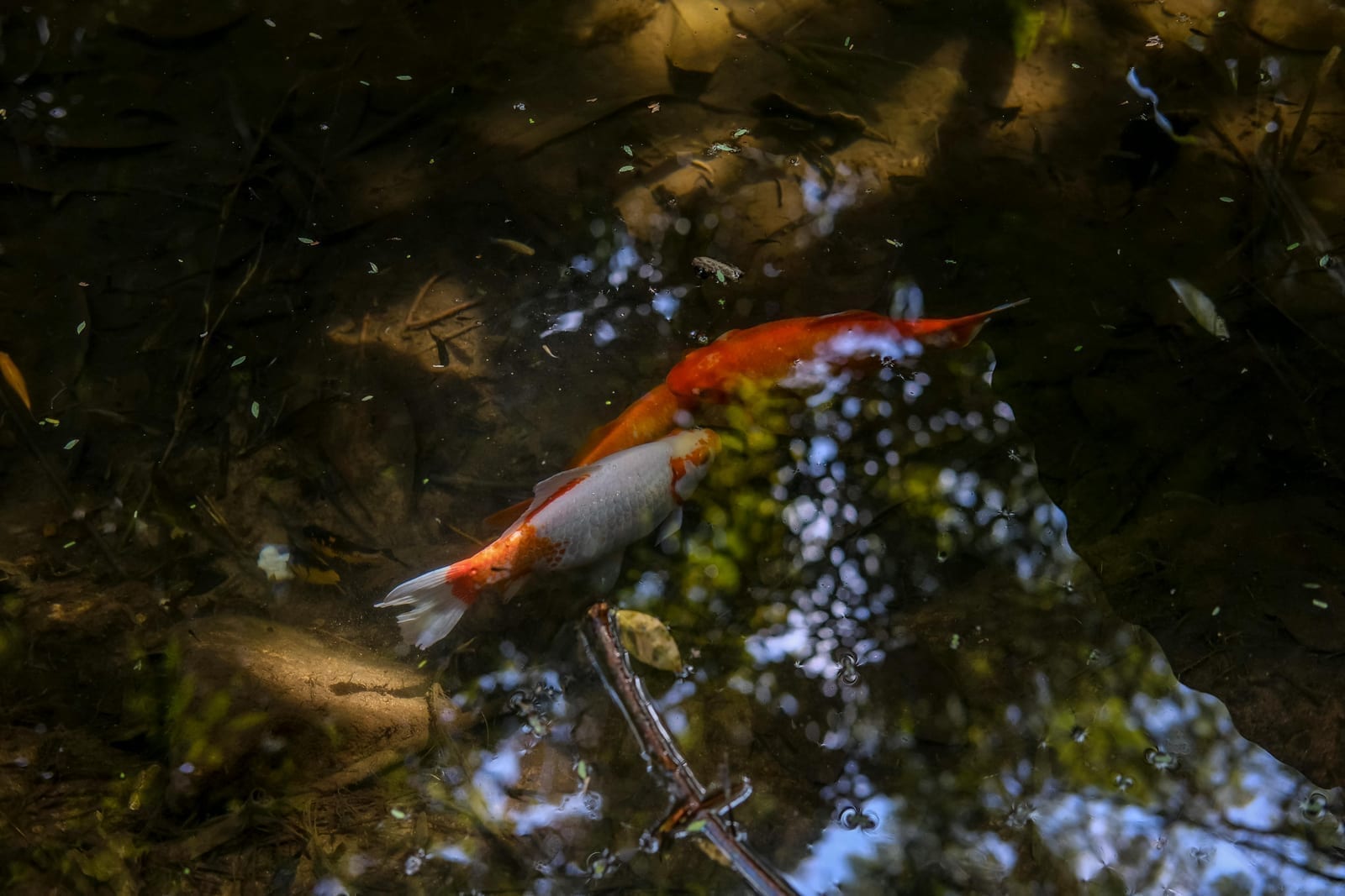 Orange-and-white koi near the surface of a pond