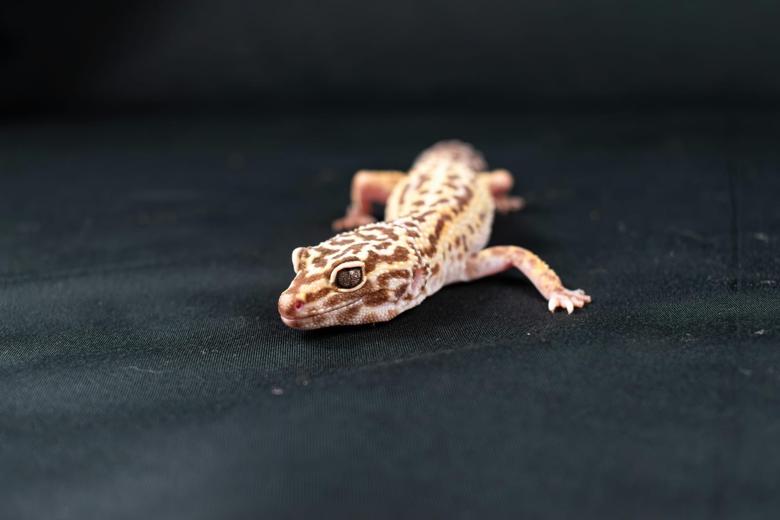 A leopard gecko watching an insect closely