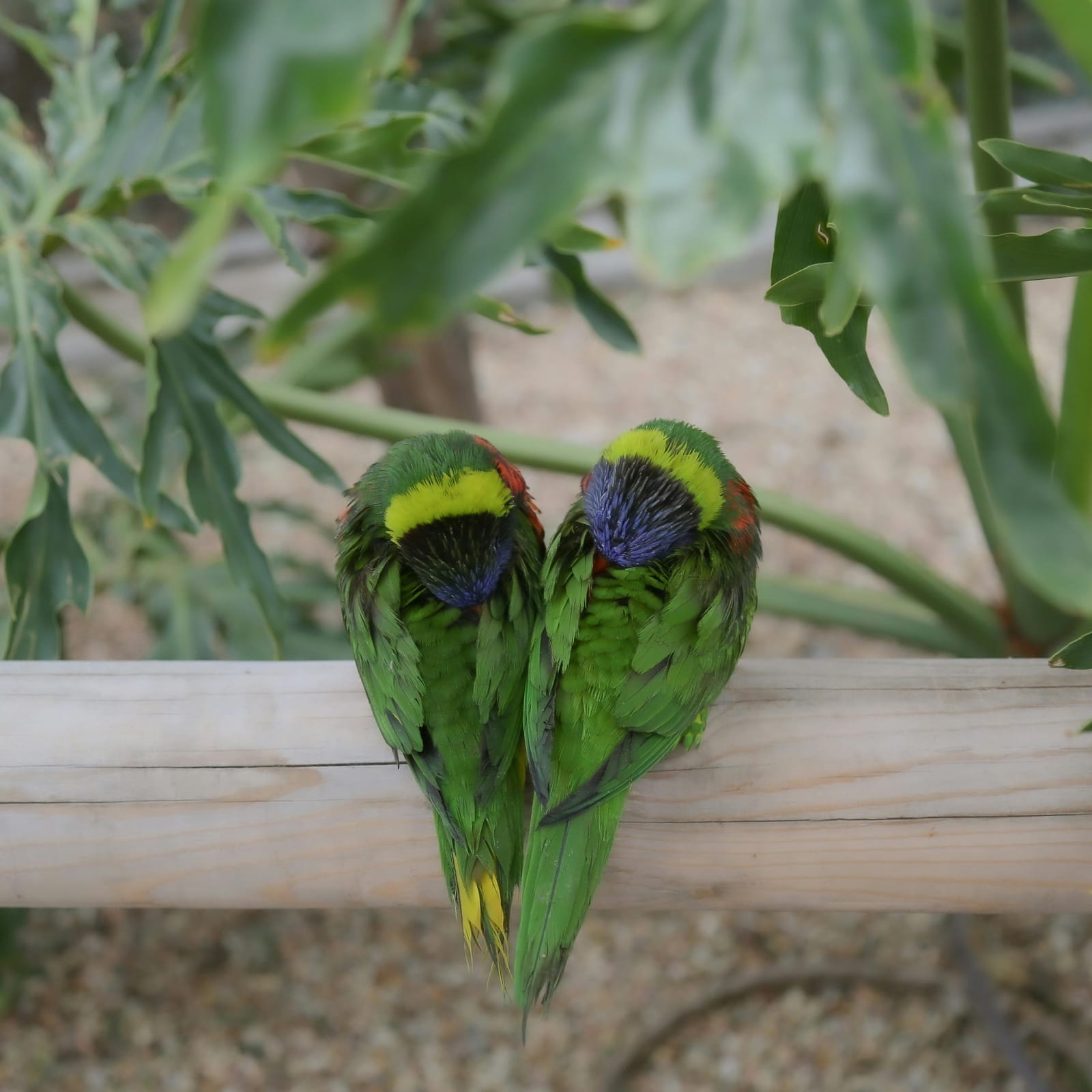 A rainbow lorikeet with a brush-tipped tongue near nectar