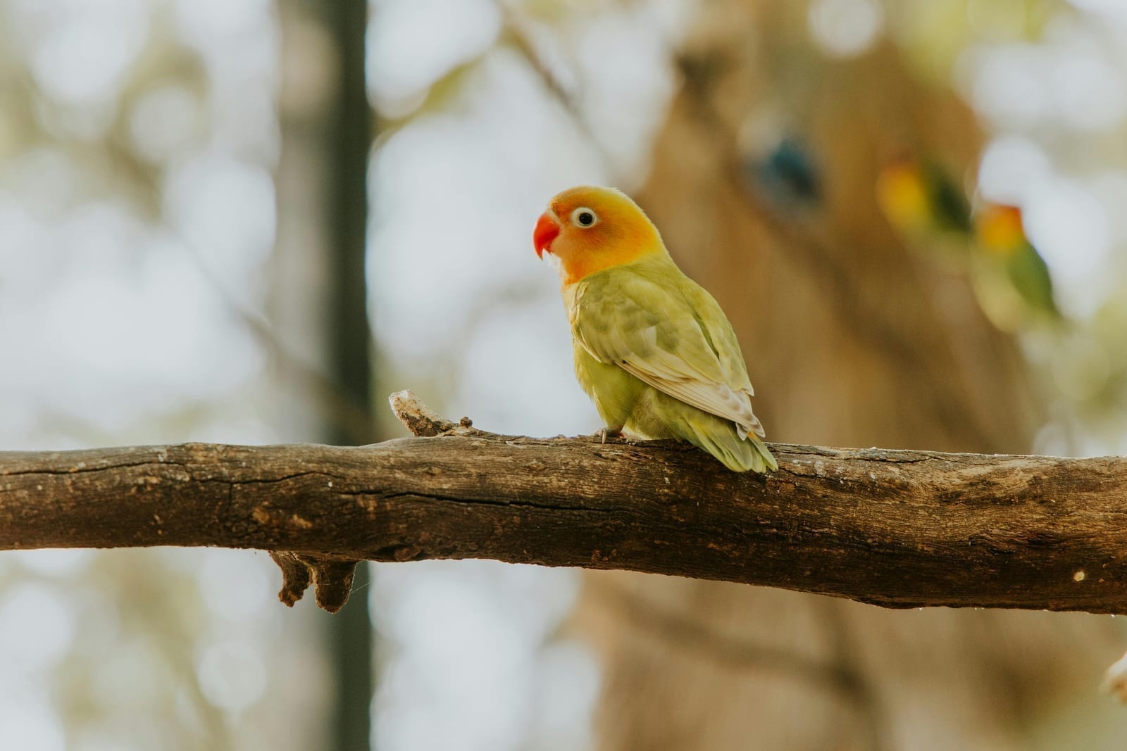 A peach-faced lovebird near a dish of greens