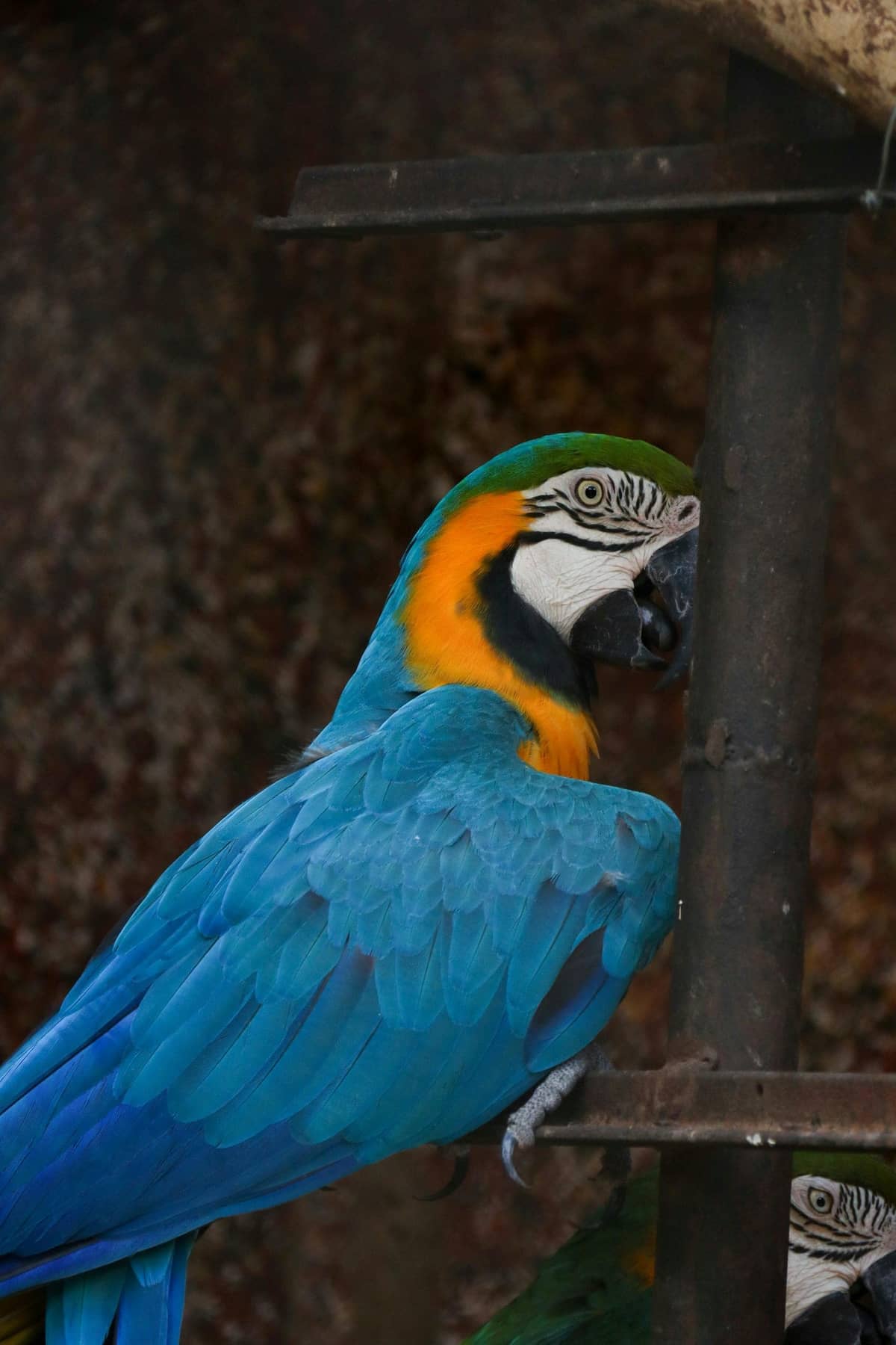 A large macaw holding a nut in one foot