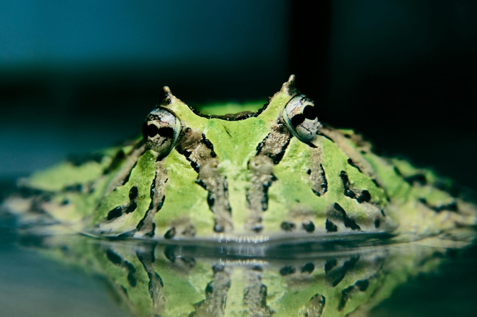 A round Pacman frog half-buried, mouth wide