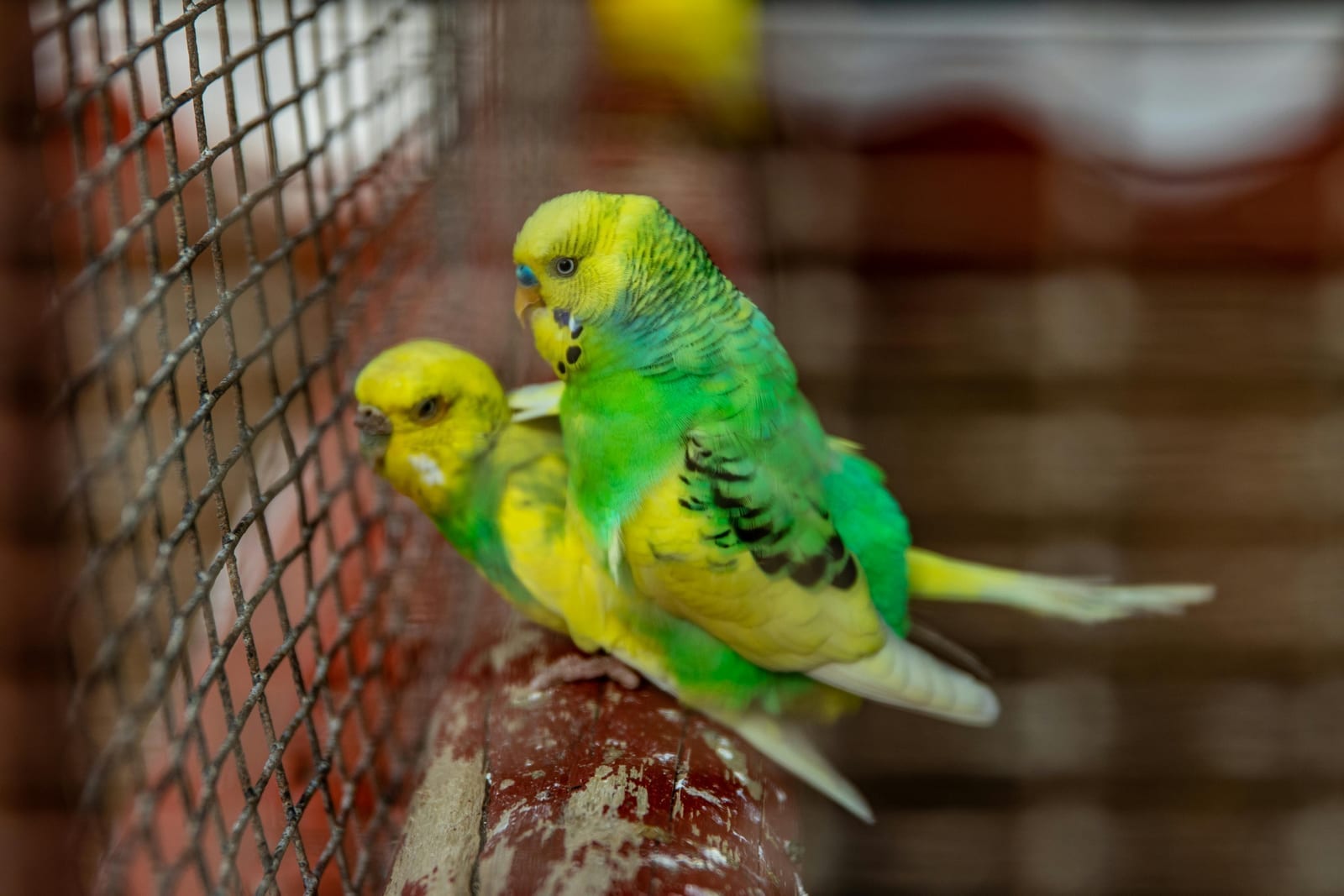 A green-and-yellow budgie near millet and chopped veg