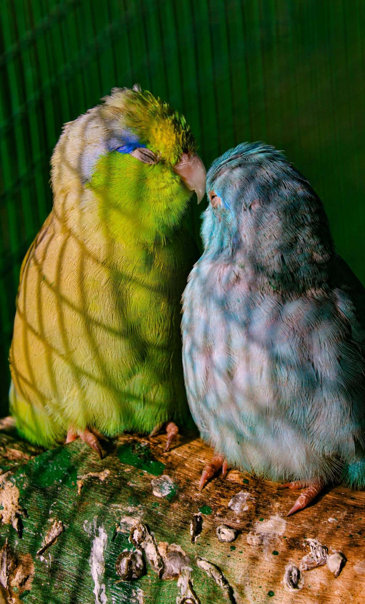 A tiny green parrotlet holding a piece of food