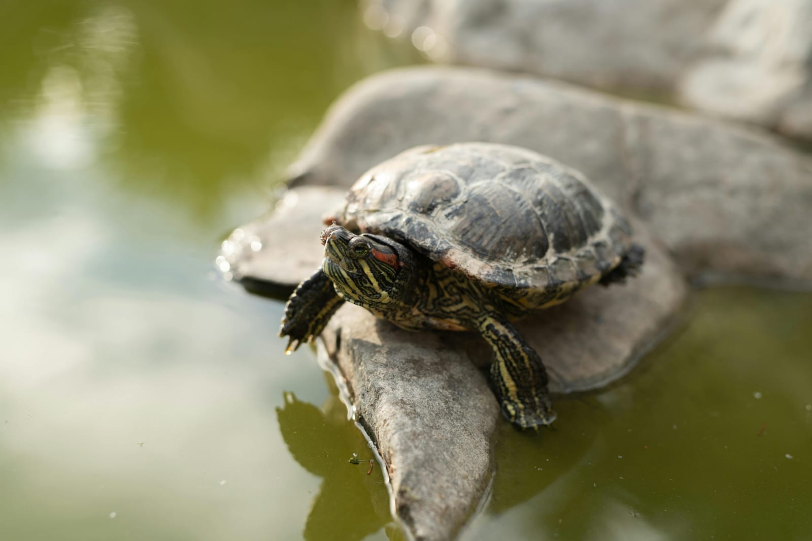 A red-eared slider turtle near floating greens
