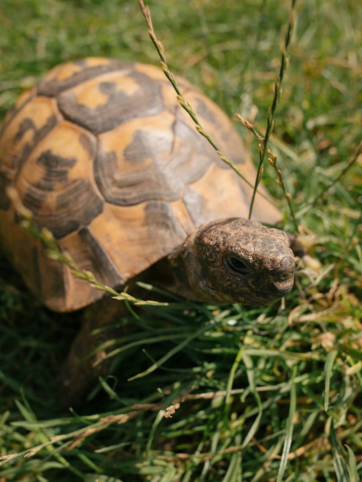 A Russian tortoise with a domed shell grazing on greens