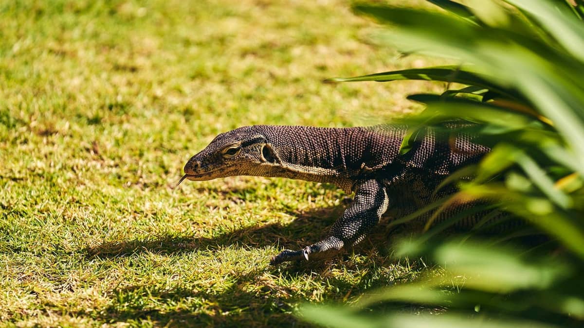 A savannah monitor, a stocky tan lizard, tongue out