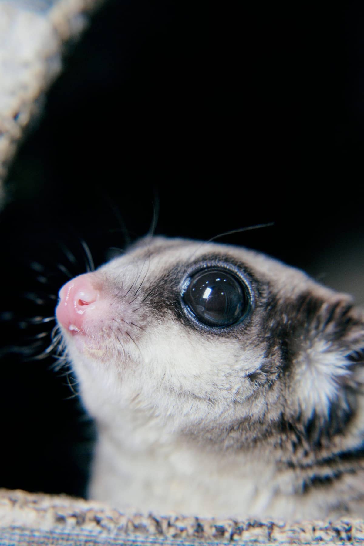 A sugar glider with large dark eyes and a gliding membrane