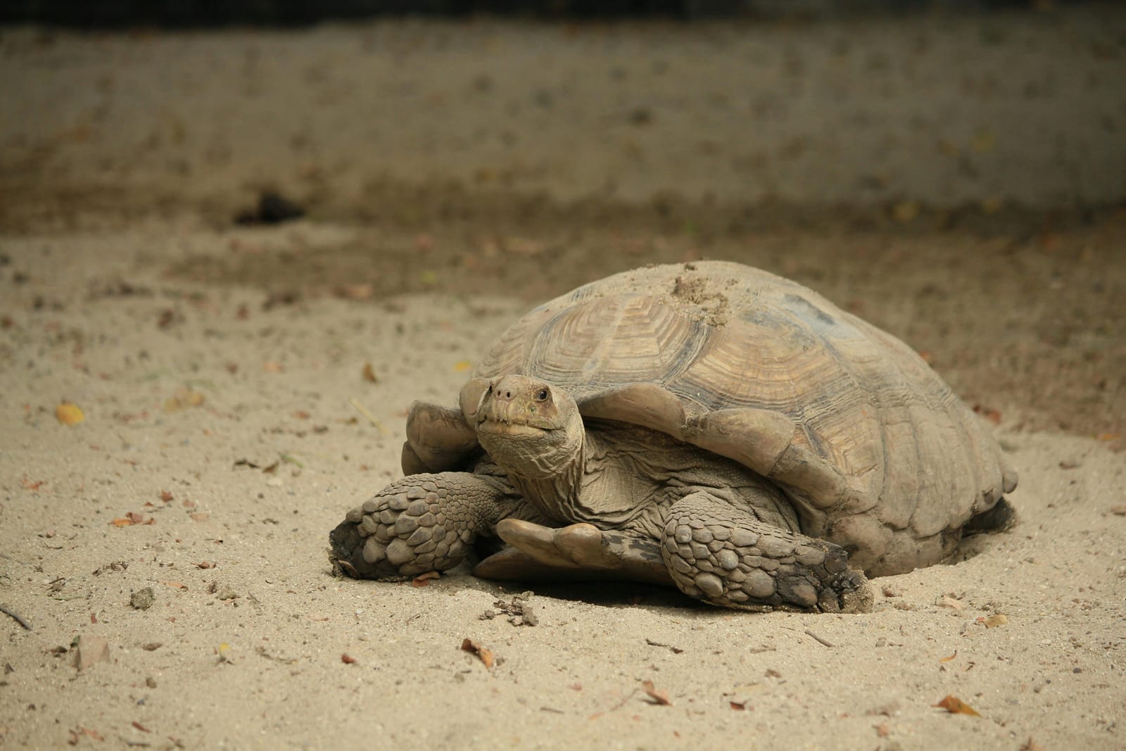 A large sulcata tortoise with a thick patterned shell grazing