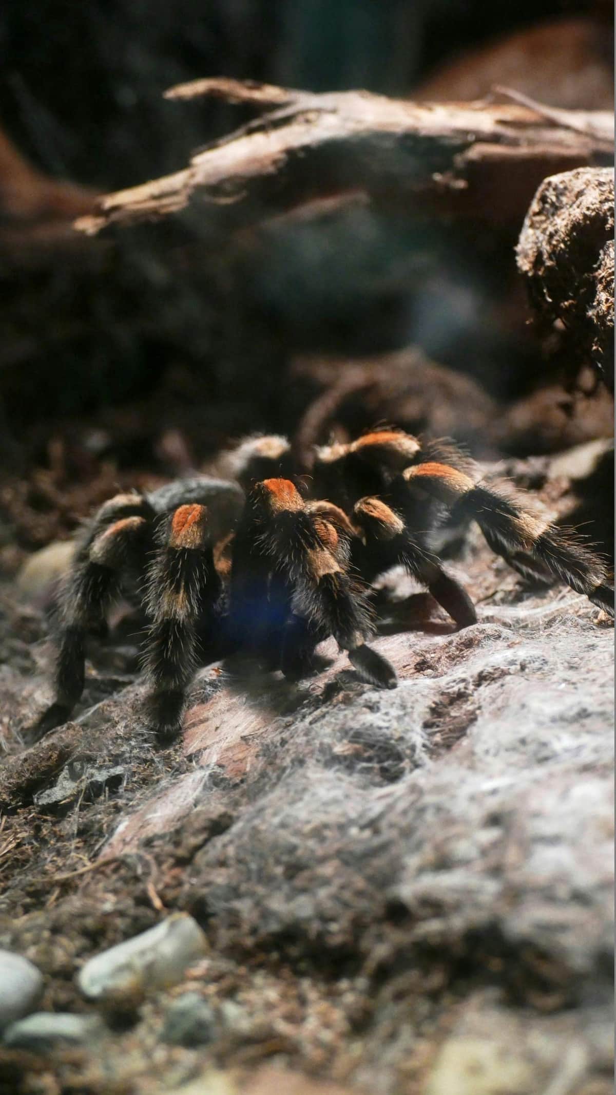 A tarantula on substrate near a feeder insect