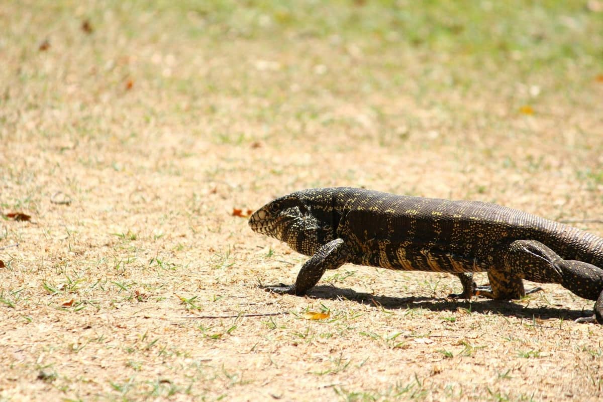 An Argentine tegu, a large patterned lizard, tongue out