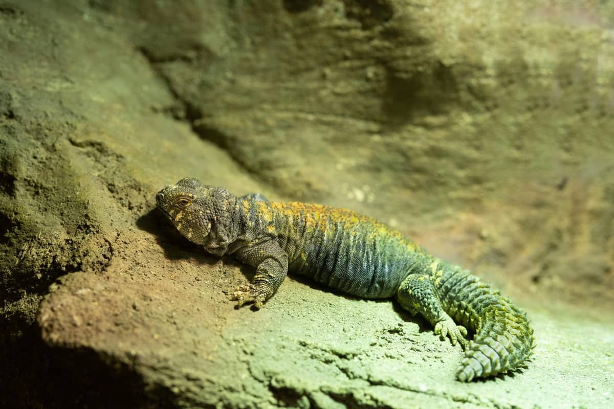 A spiny-tailed uromastyx basking, mouth slightly open