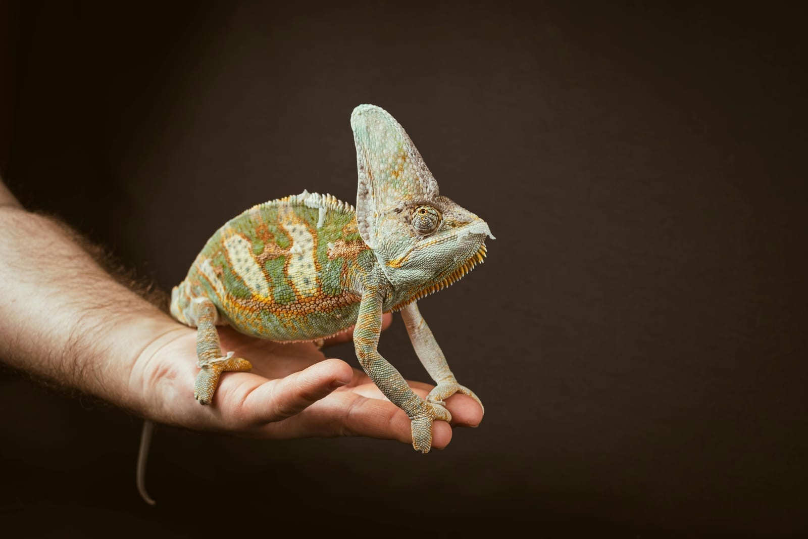 A veiled chameleon with a tall casque and gripping feet